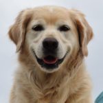 You are currently viewing Der Golden Retriever, ein Familienhund mit tollen Eigenschaften